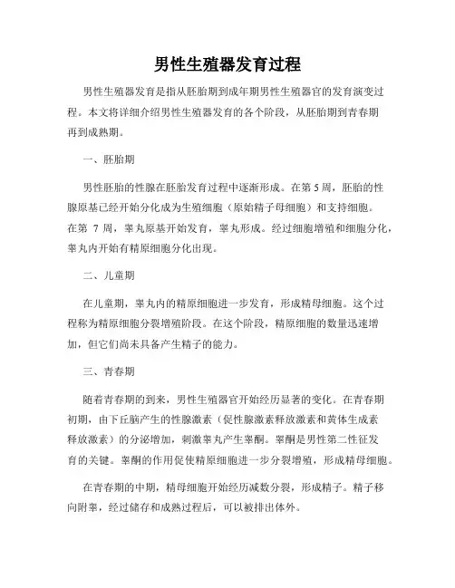 男性生殖器发育过程