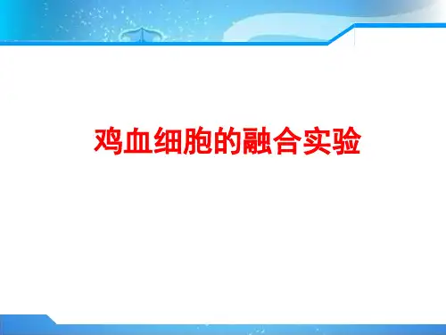 鸡血细胞的融合实验