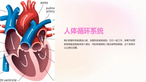 《高中生物课件：人体循环系统》