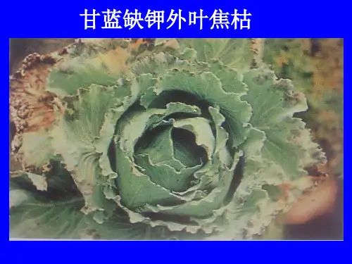 蔬菜缺素症总汇PPT课件知识分享.ppt
