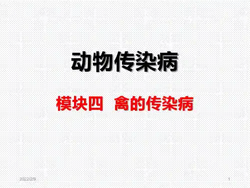 禽的传染病(鸡毒支原体病)