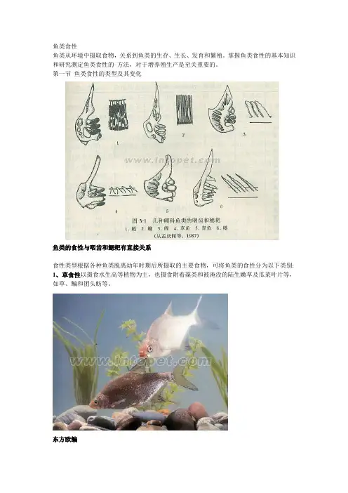 鱼类食性
