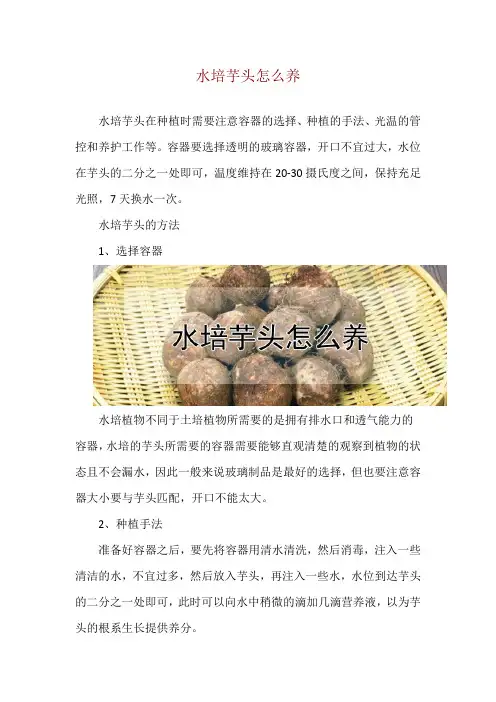 水培芋头怎么养