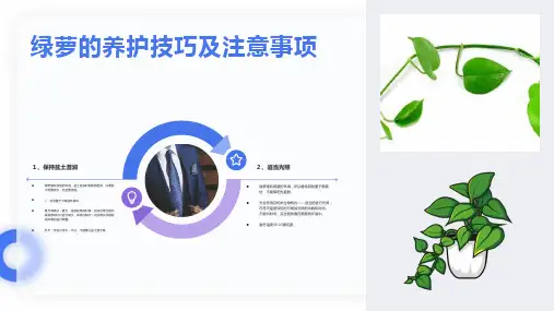常见绿植养护方法