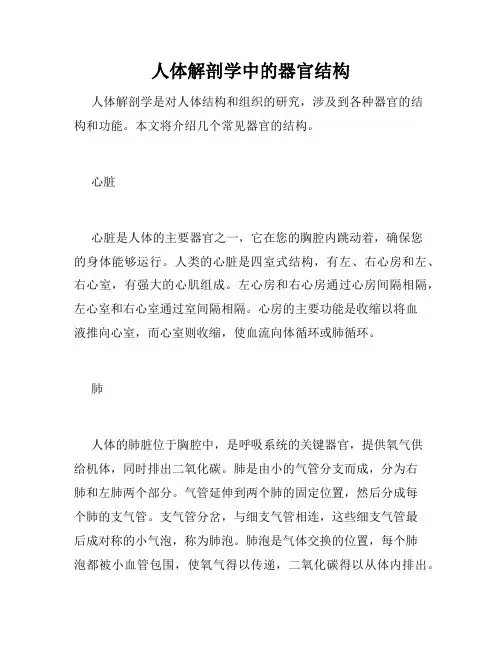 人体解剖学中的器官结构