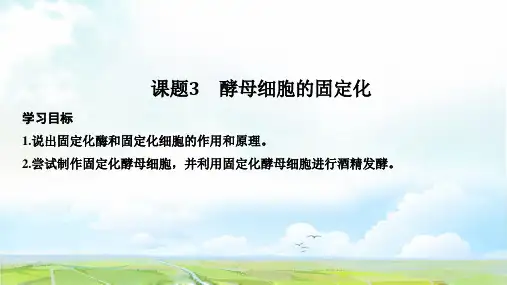 高中生物选修1优质课件：4.3 酵母细胞的固定化