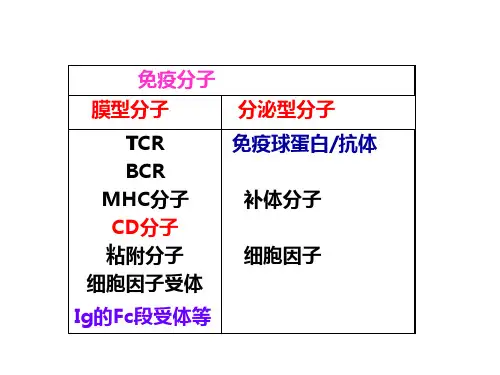 白细胞分化抗原和黏附分子概述