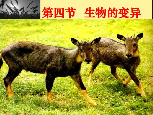 生物的变异 课件(15张PPT)