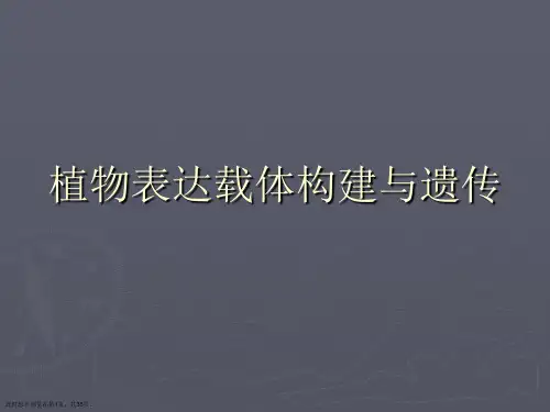 植物表达载体构建与遗传