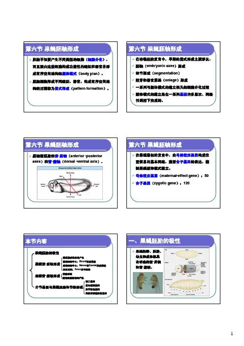 03-6第三章 动物胚胎的早期发育6——果蝇胚轴形成