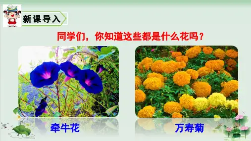 (部编版)小学语文三级下册《花钟》PPT精品课件