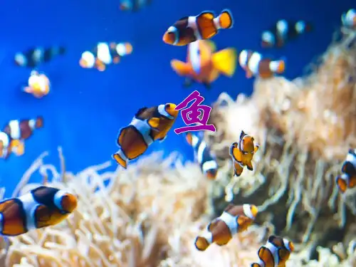 鱼 初中生物人教版八年级上册课件