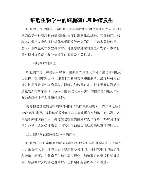 细胞生物学中的细胞凋亡和肿瘤发生