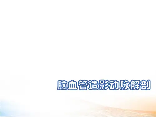 最新脑血管造影动脉解剖(读书报告)