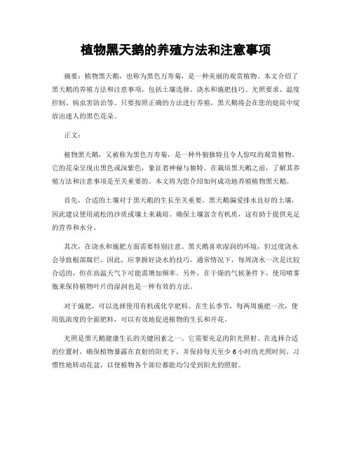 植物黑天鹅的养殖方法和注意事项