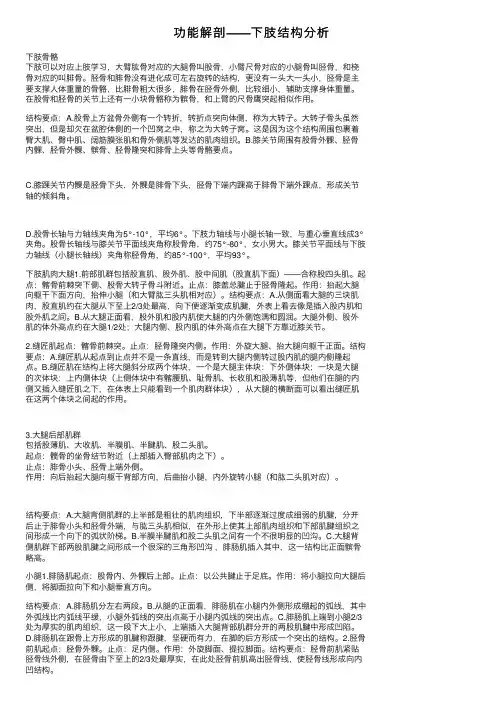 功能解剖——下肢结构分析