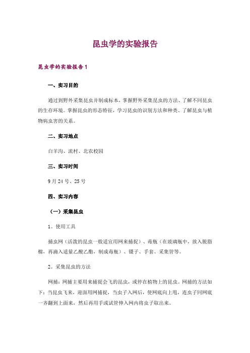 昆虫学的实验报告