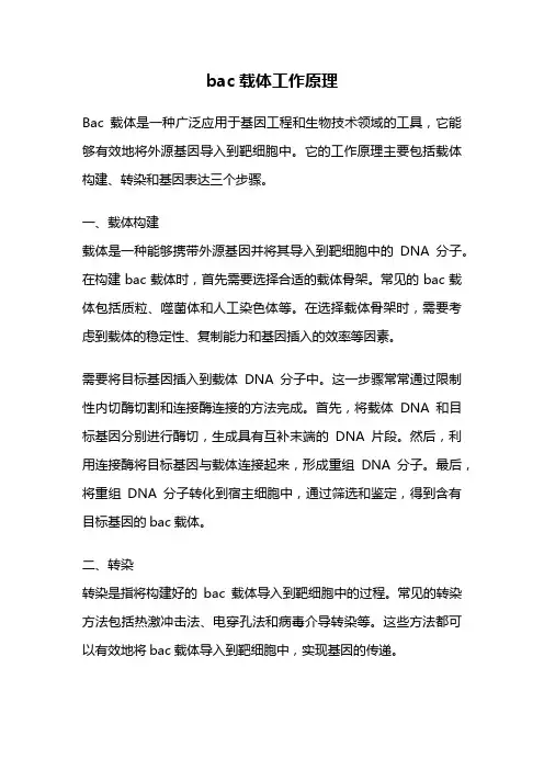 bac载体工作原理