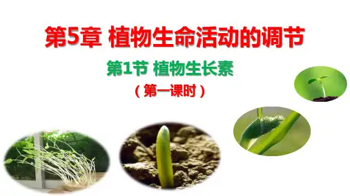 植物生长素ppt课件