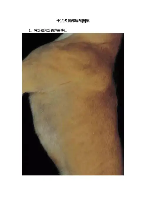 干货犬胸部解剖图集