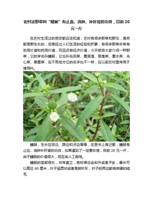 农村这野草叫“鳢肠”有止血、消肿、补肝肾的功效，目前20元一斤