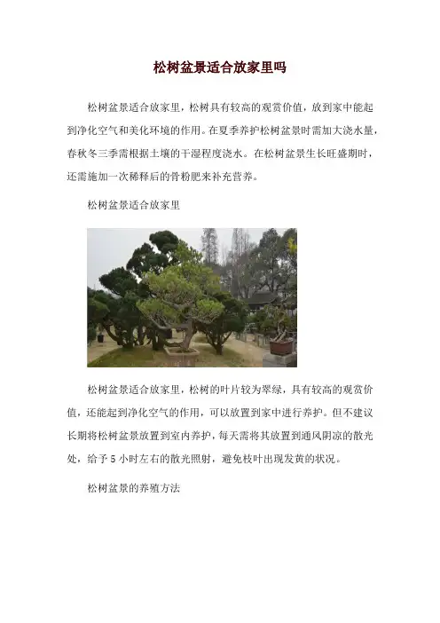 松树盆景适合放家里吗