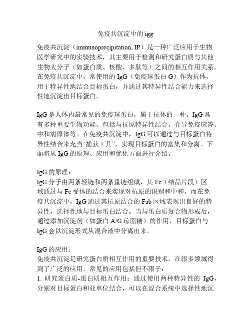 免疫共沉淀中的igg