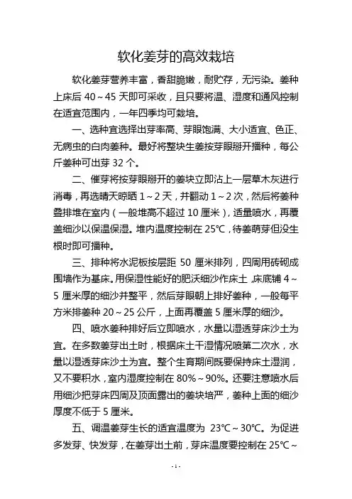 软化姜芽的高效栽培