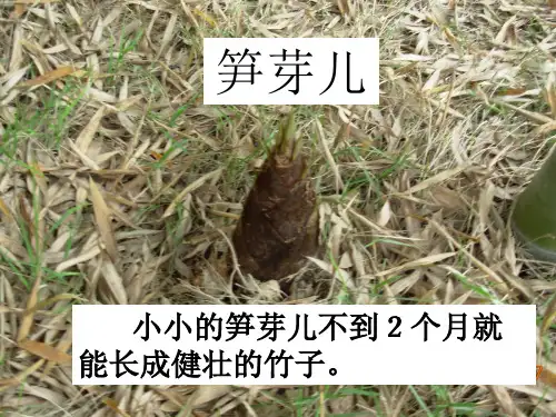 四年级下册语文课件-3 笋芽儿 _沪教版(2015 秋) (共23张PPT)