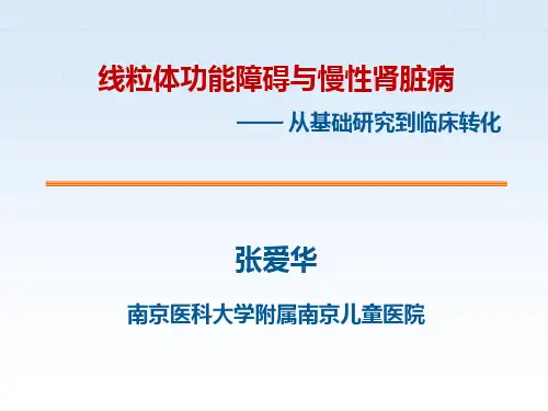 线粒体功能障碍与慢性肾脏病