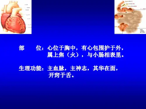 心与小肠PPT课件