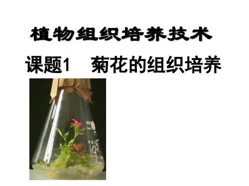 人教版高中生物选修1专题三菊花的组织培养 课件 (共27张PPT)