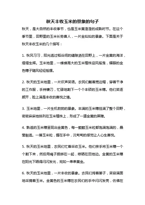 秋天丰收玉米的景象的句子