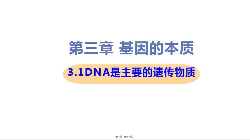 新教材人教版高中生物必修二 3-1 DNA是主要的遗传物质 教学课件
