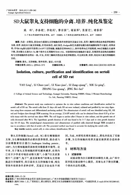 SD大鼠睾丸支持细胞的分离、培养、纯化及鉴定
