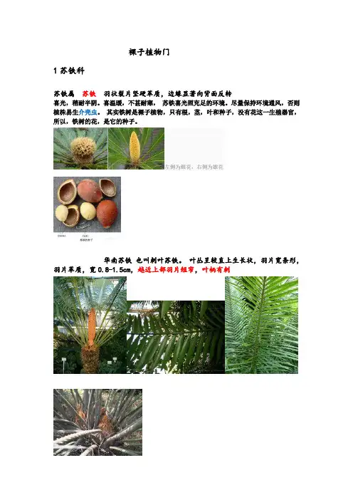 裸子、被子植物门