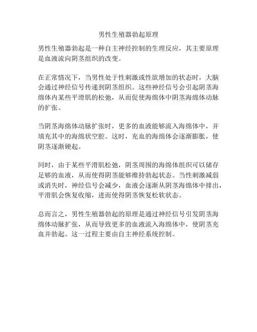 男性生殖器勃起原理