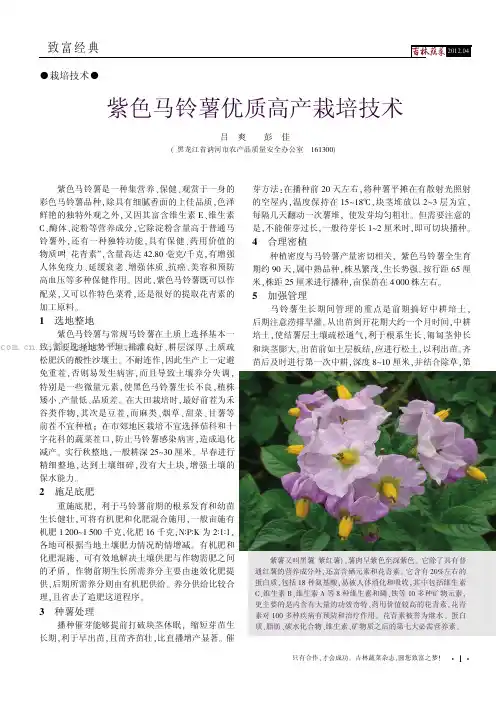 紫色马铃薯优质高产栽培技术
