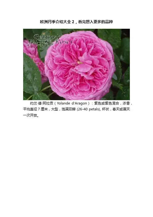 欧洲月季介绍大全2，看完想入更多的品种