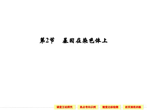 (新课标人教版)生物必修二：2-2基因在染色体上