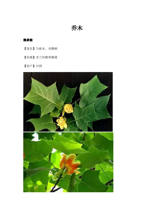 常见树木及简介