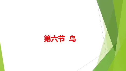 八年级上册 人教版5.1.6 鸟课件(共18张PPT)