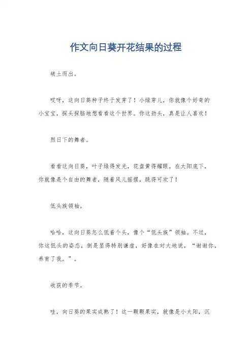 作文向日葵开花结果的过程