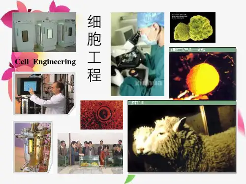 《细胞工程》第4章：动物细胞培养工程