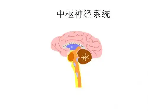 高二生物中枢神经系统(201908)
