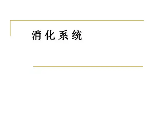 人体解剖学：消化系统大课