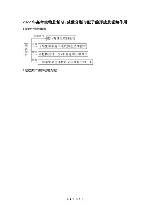 减数分裂与配子的形成及受精作用