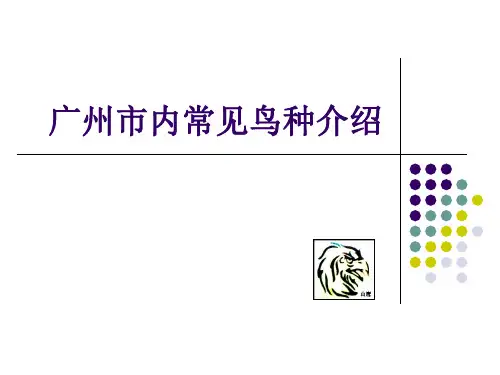 广州市内常见鸟种介绍