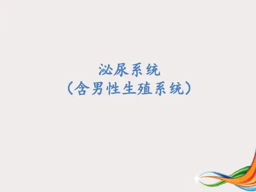 泌尿系统(含男性生殖系统) 