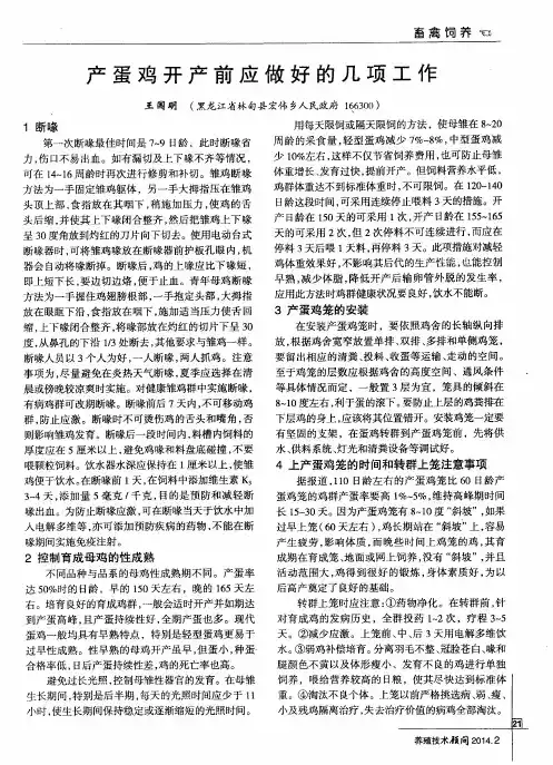 产蛋鸡开产前应做好的几项工作